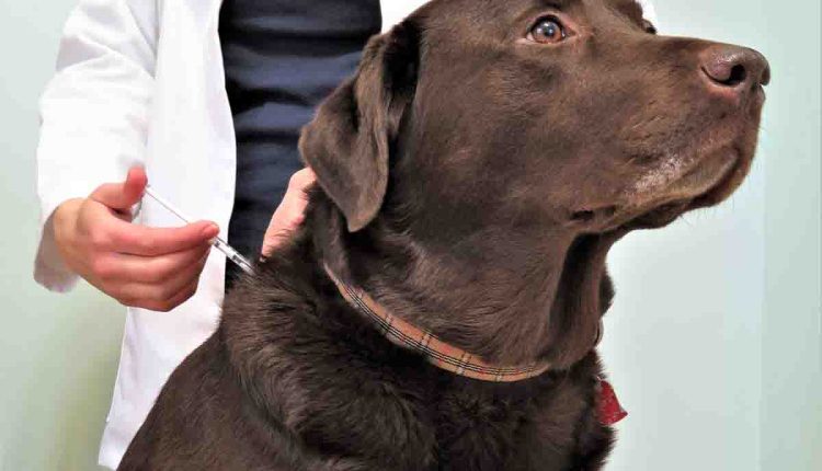 MSD Salud Animal reafirma su compromiso para eliminar las muertes humanas por rabia