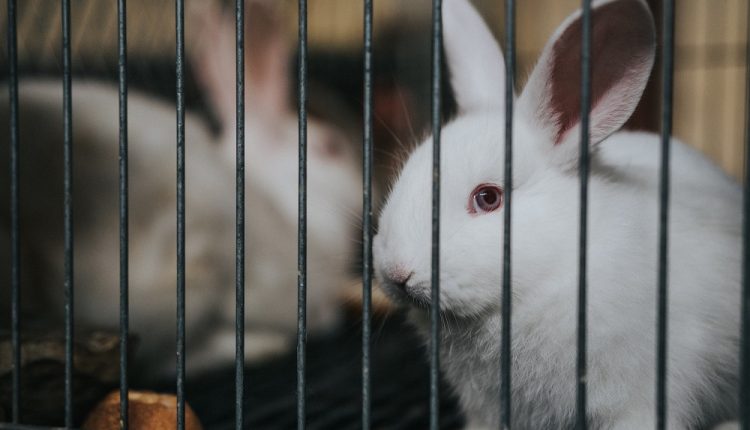 Seis países en América Latina ya han prohibido los experimentos en animales para la industria cosmética
