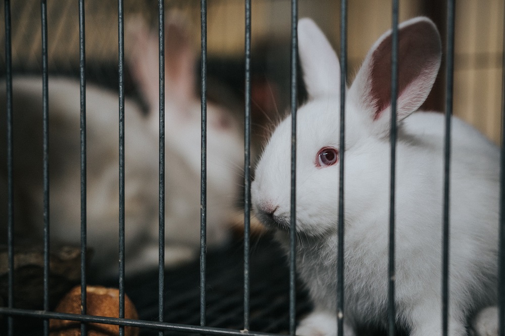 Seis países en América Latina ya han prohibido los experimentos en animales para la industria cosmética